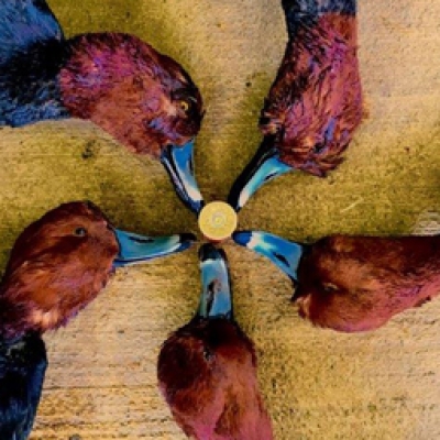 Around the Ranch 2017-18